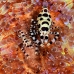 shrimp_coleman_bhr_tam_v_0525_bal6481.jpg